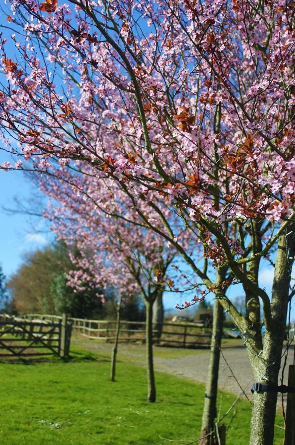Hopgarden Glamping Luxury Shepherds Huts Wadhurst Buitenkant foto